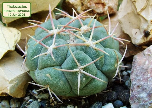 Thelocactus_ hexaedrophorus_ 01